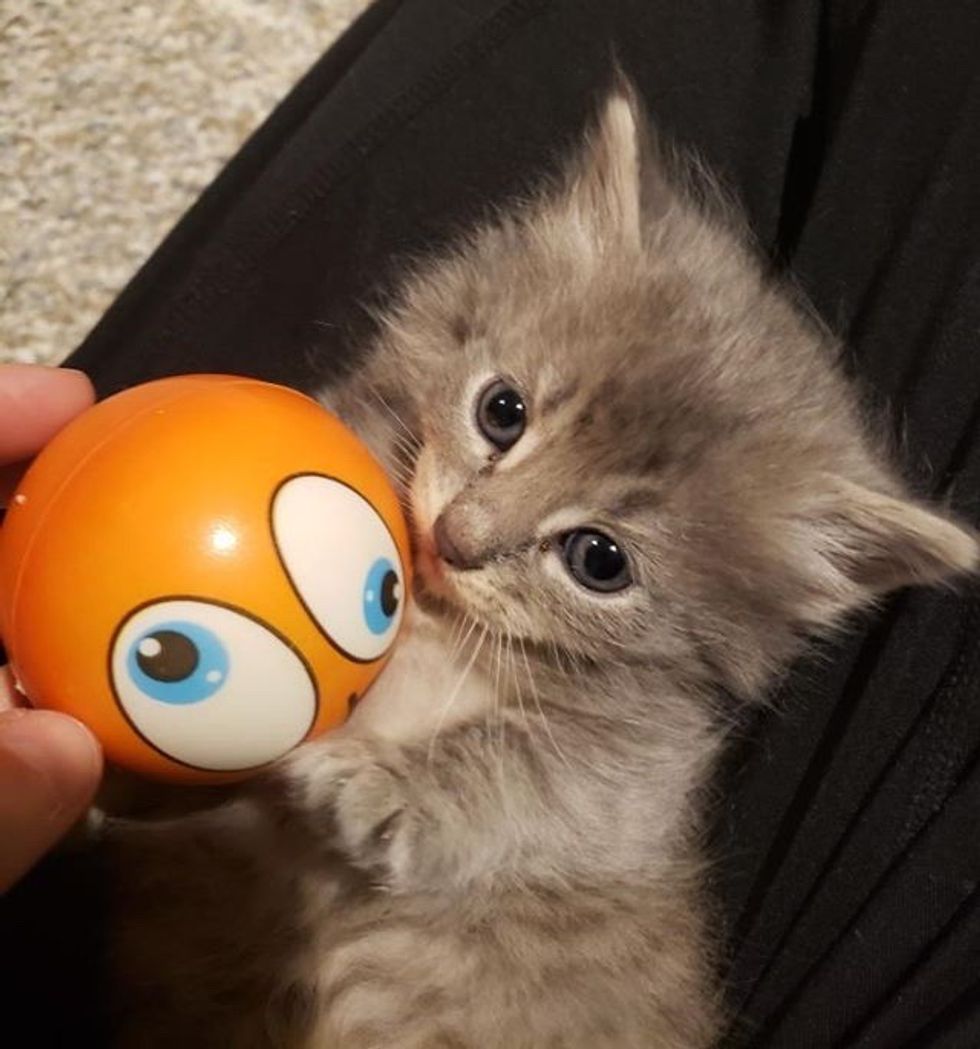 cute, kitten, foster, playful