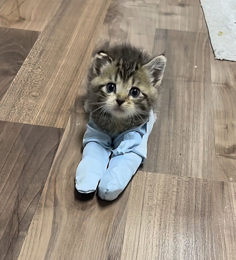 cute kitten happy playful