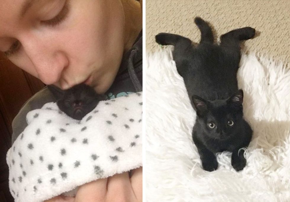 cute, kitten, kiss, toothless the cat