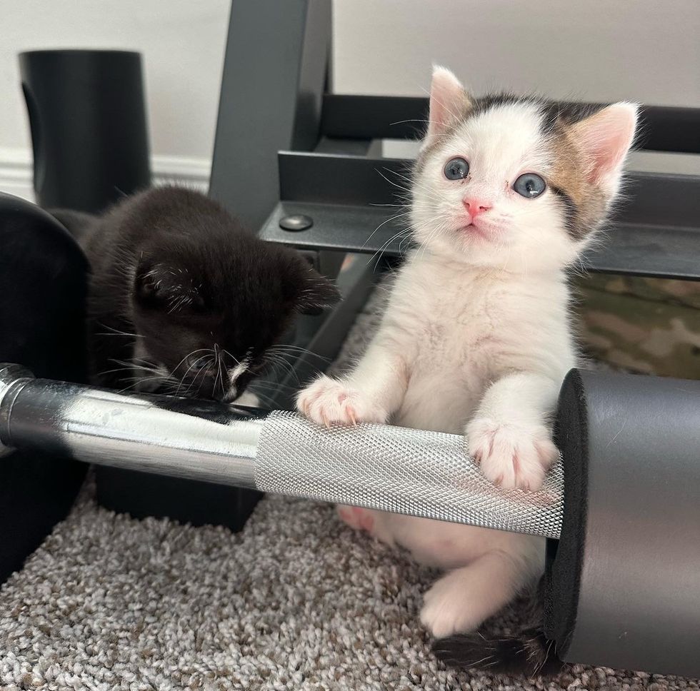 cute kitten lifting weights