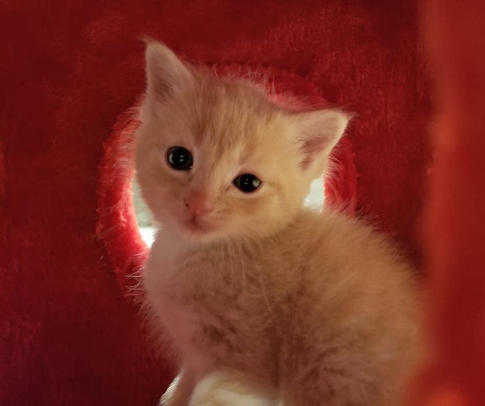 cute, kitten, playful, ginger