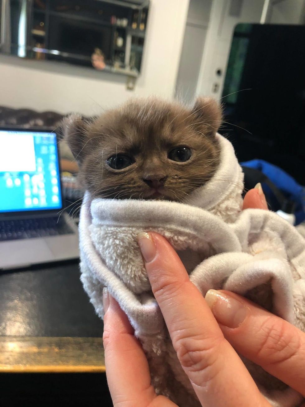 cute, kitten, quill, bear-eared, purrito