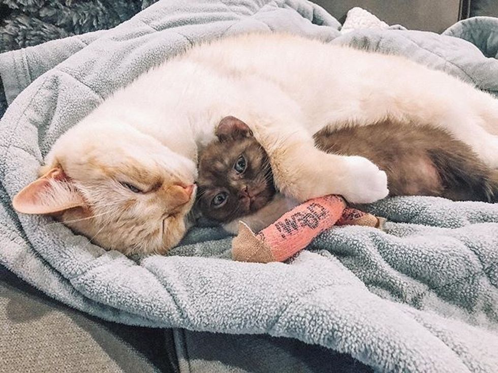 cute, kitten, quill, bear-eared, twisted legs, cuddles, cat