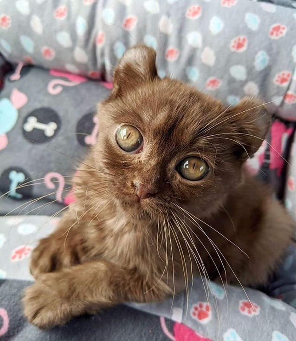 cute, kitten, quill, bear-eared