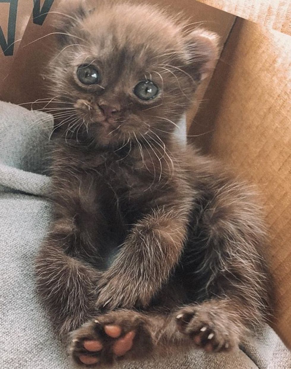 cute, kitten, quill, twisted legs