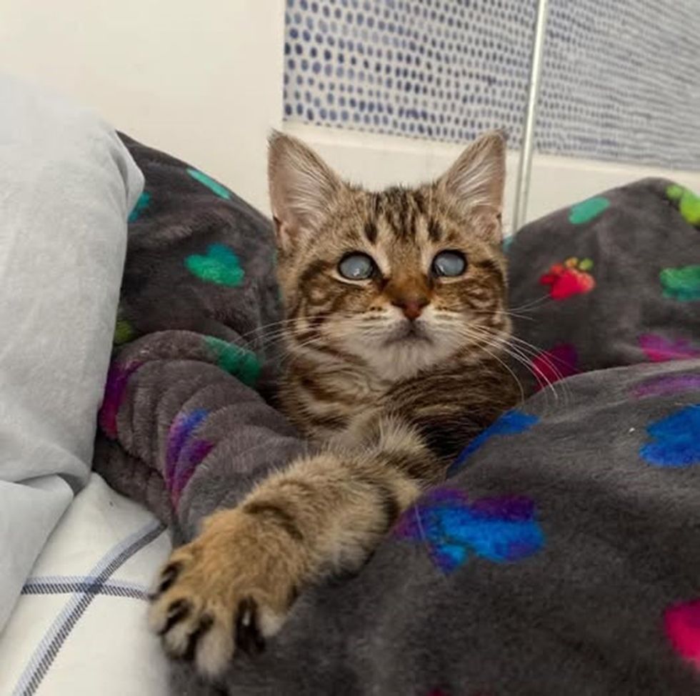 Cute Kitten ready for adaoption