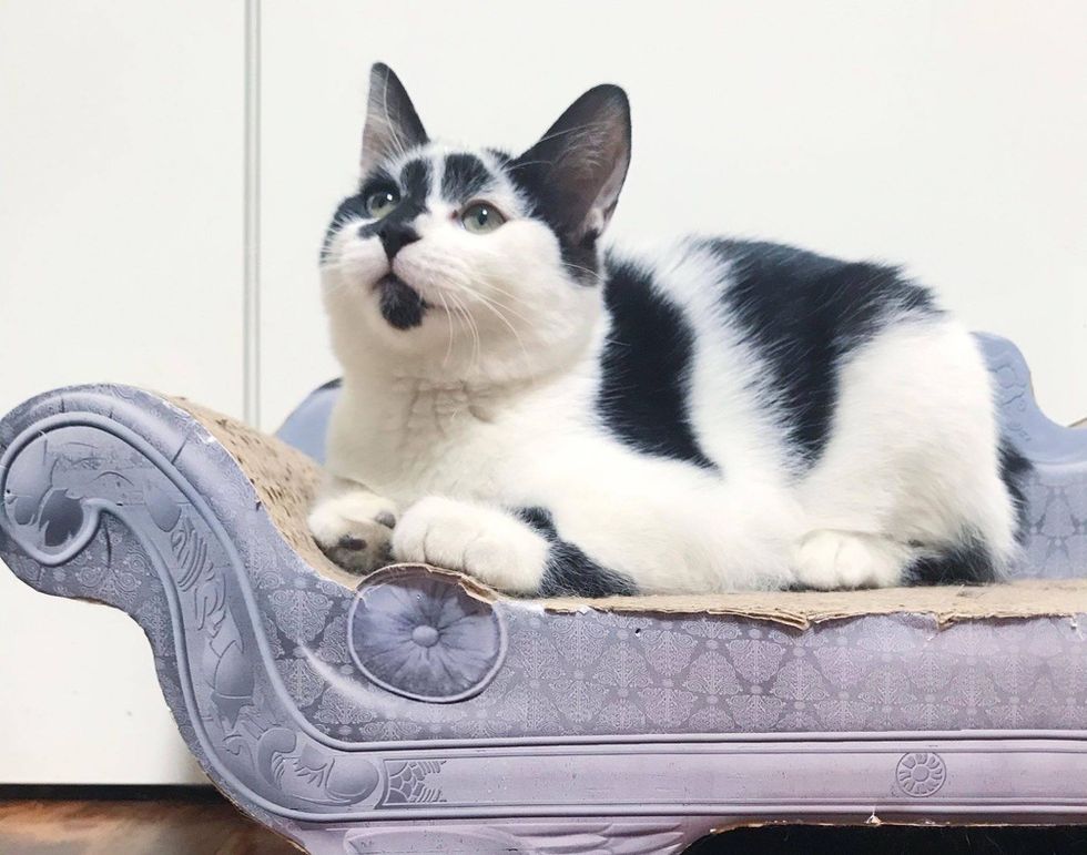 cute kitten, scratching toy, couch cat