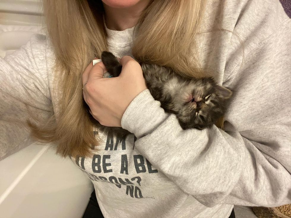 cute kitten, sleepy, scout