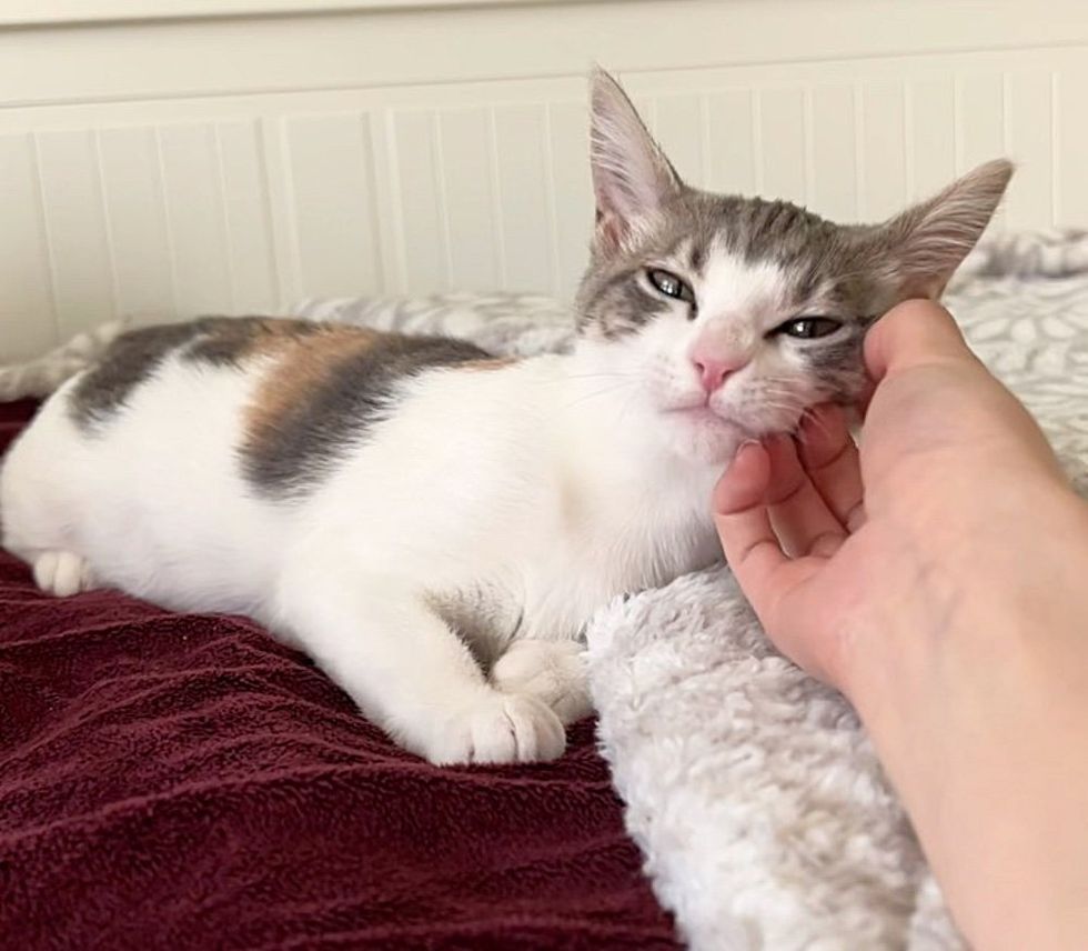 cute kitten snuggles