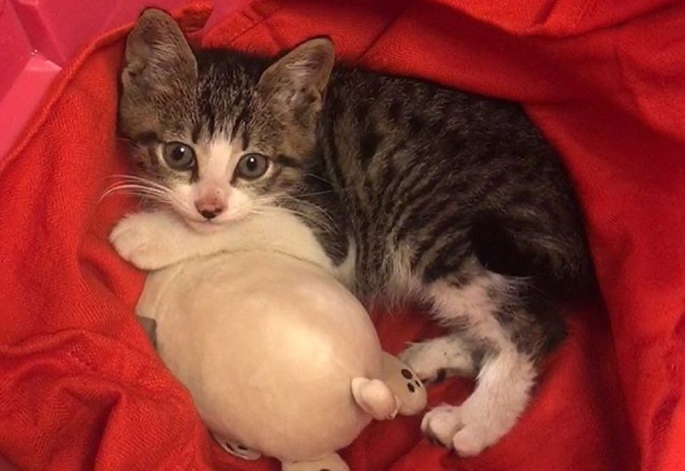 cute, kitten, tabby, cuddle