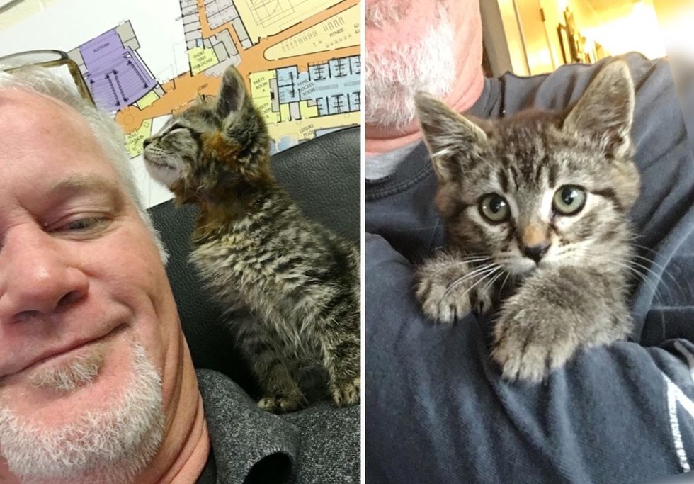 cute kitten, tabby, sticky the cat