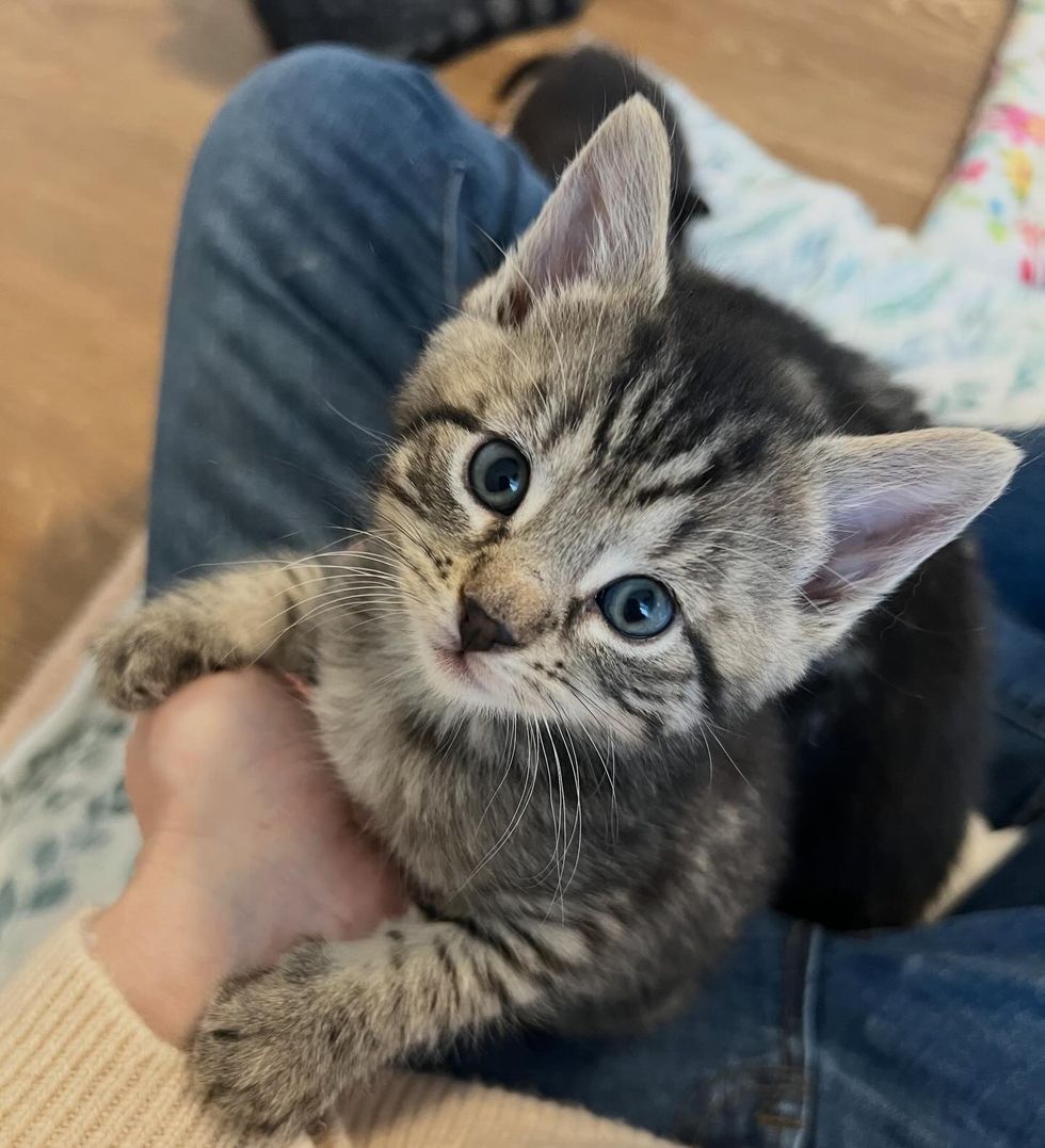 cute kitten tabby