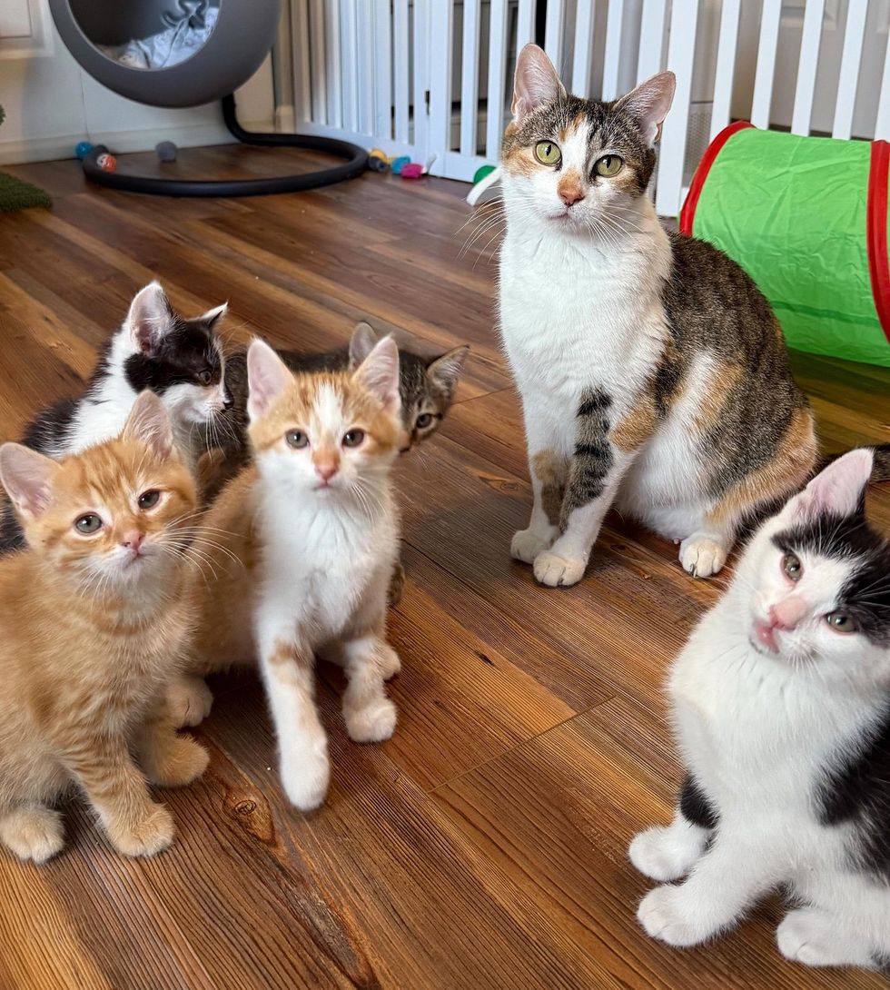 cute kittens cat mom