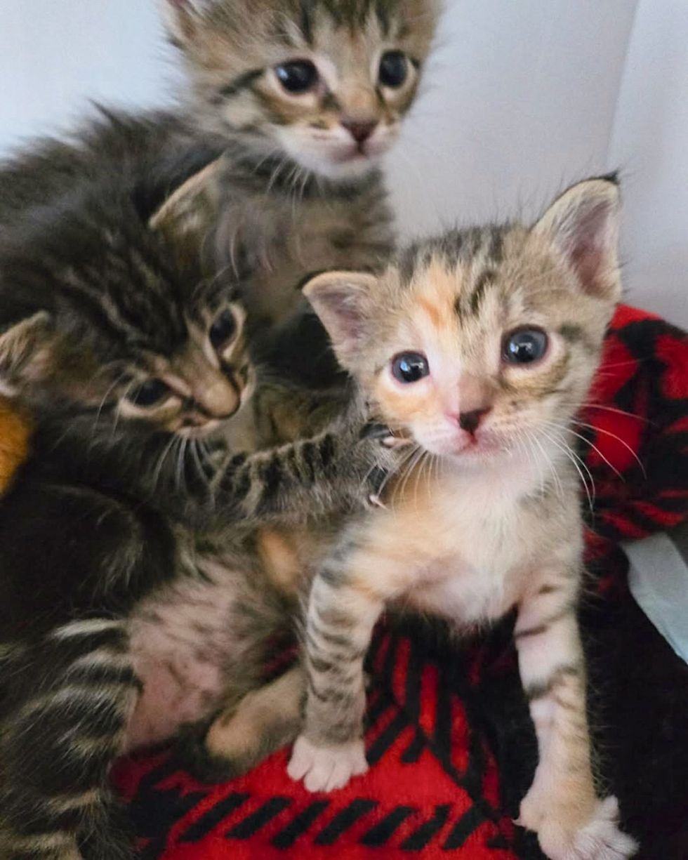 cute kittens friends playful