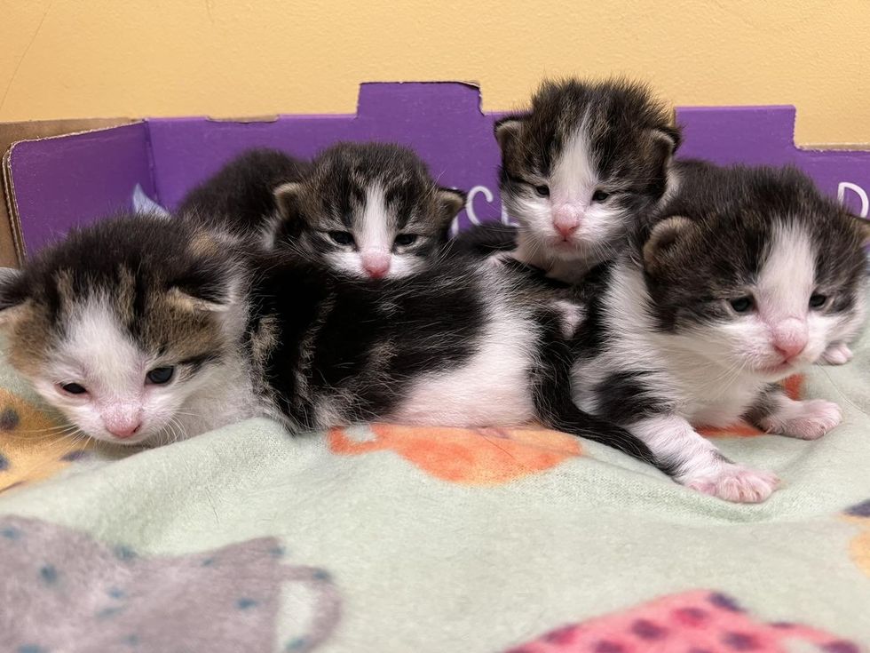 cute kittens snuggly