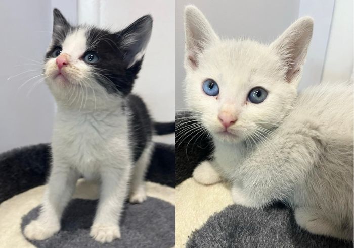 cute kittens