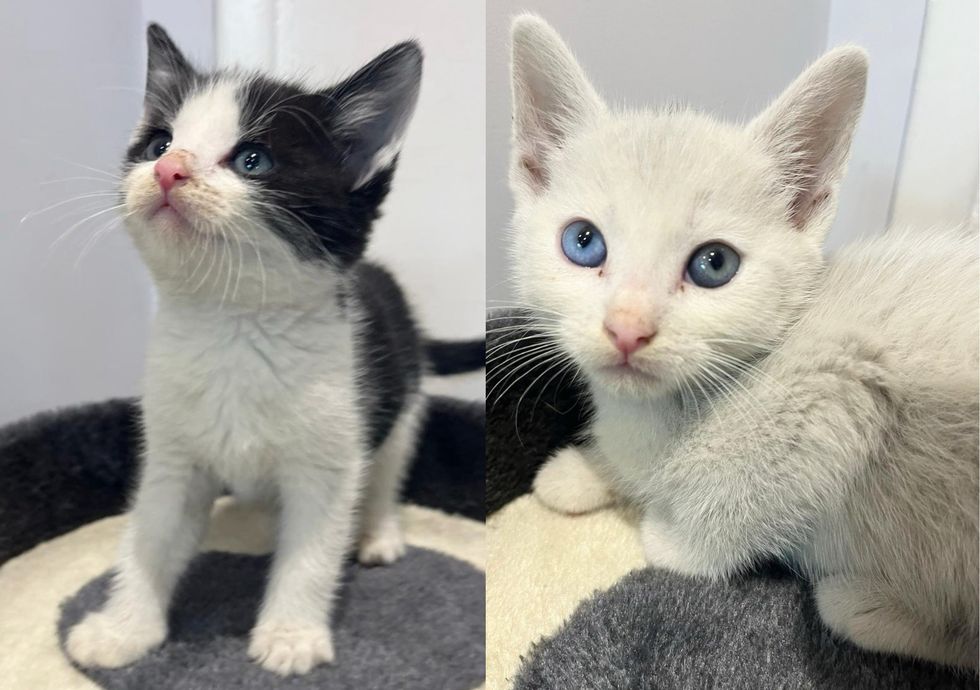cute kittens
