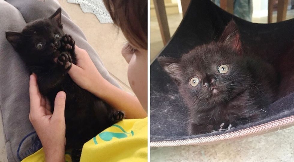 cute nose, kitten, Aela, hug, personality