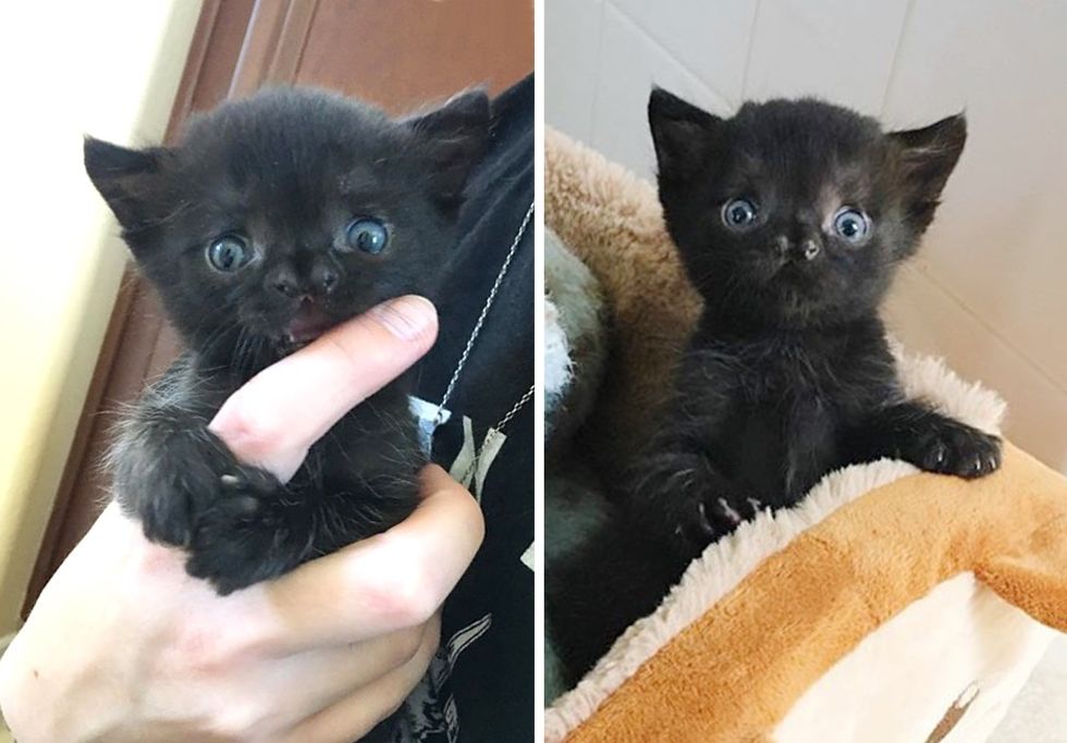 cute nose, special kitten, hug, Aela