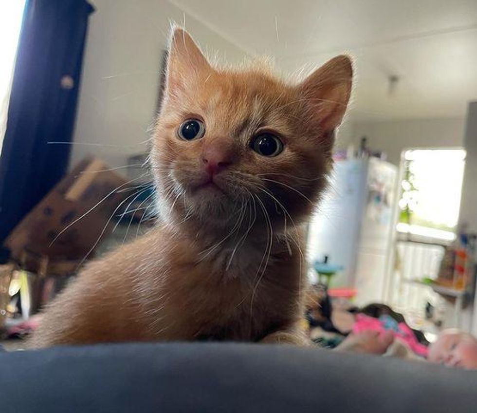 cute orange tabby