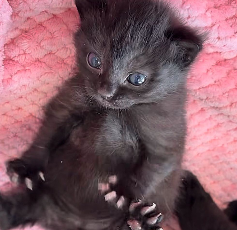 cute panther house kitten