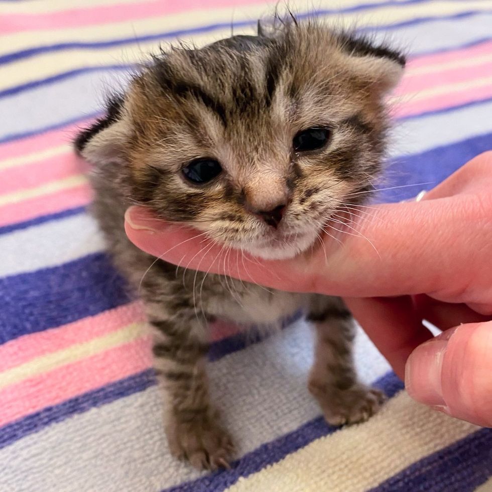 cute tabby kitten face
