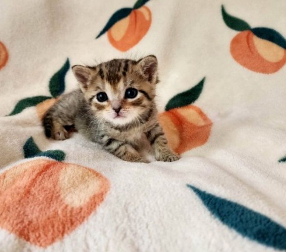 cute tabby kitten peach