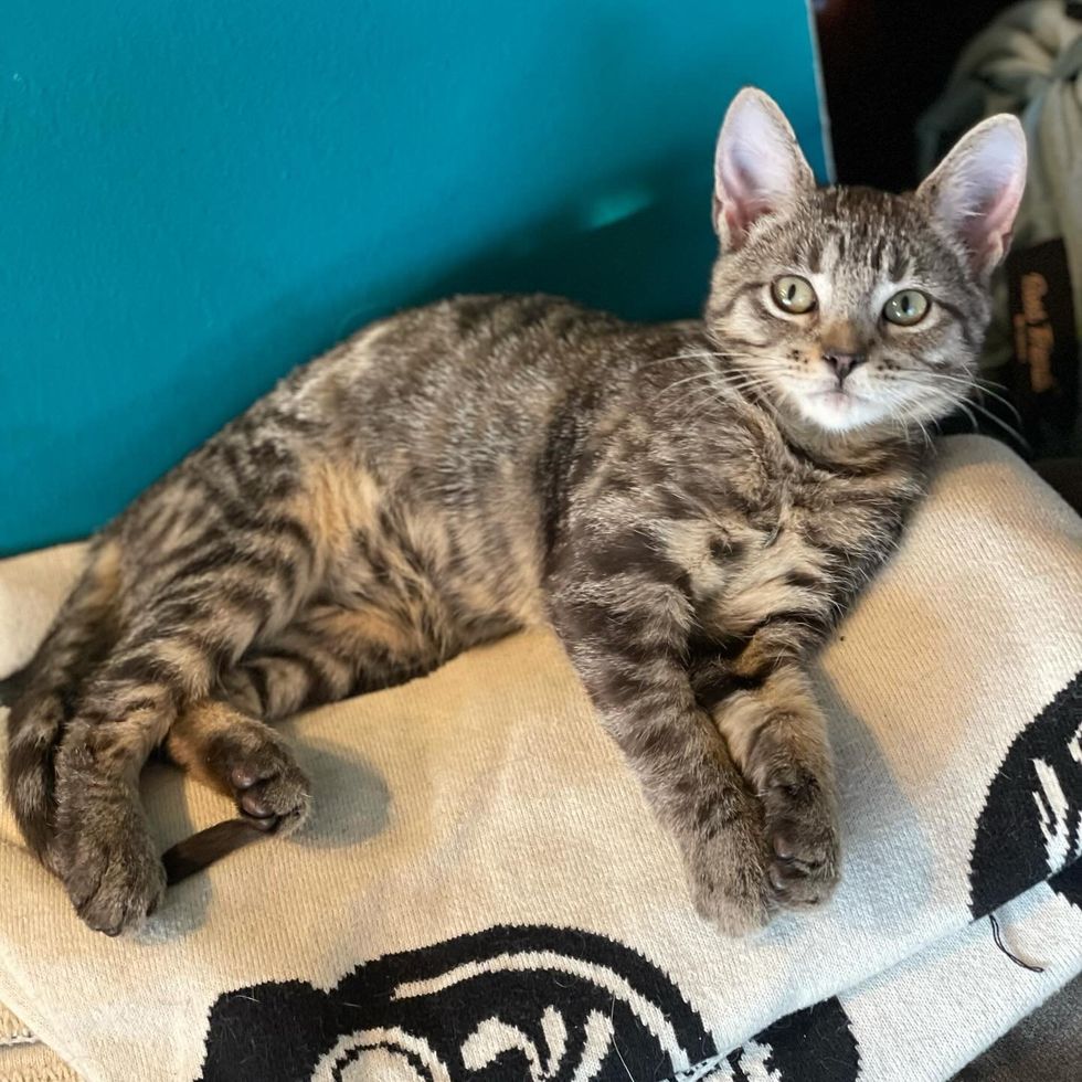 cute tabby kitten ripley