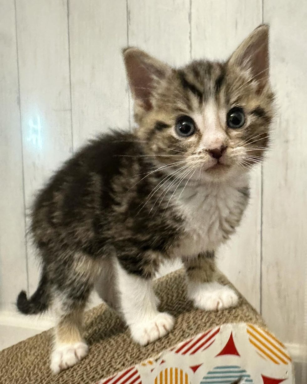 cute tabby kitten
