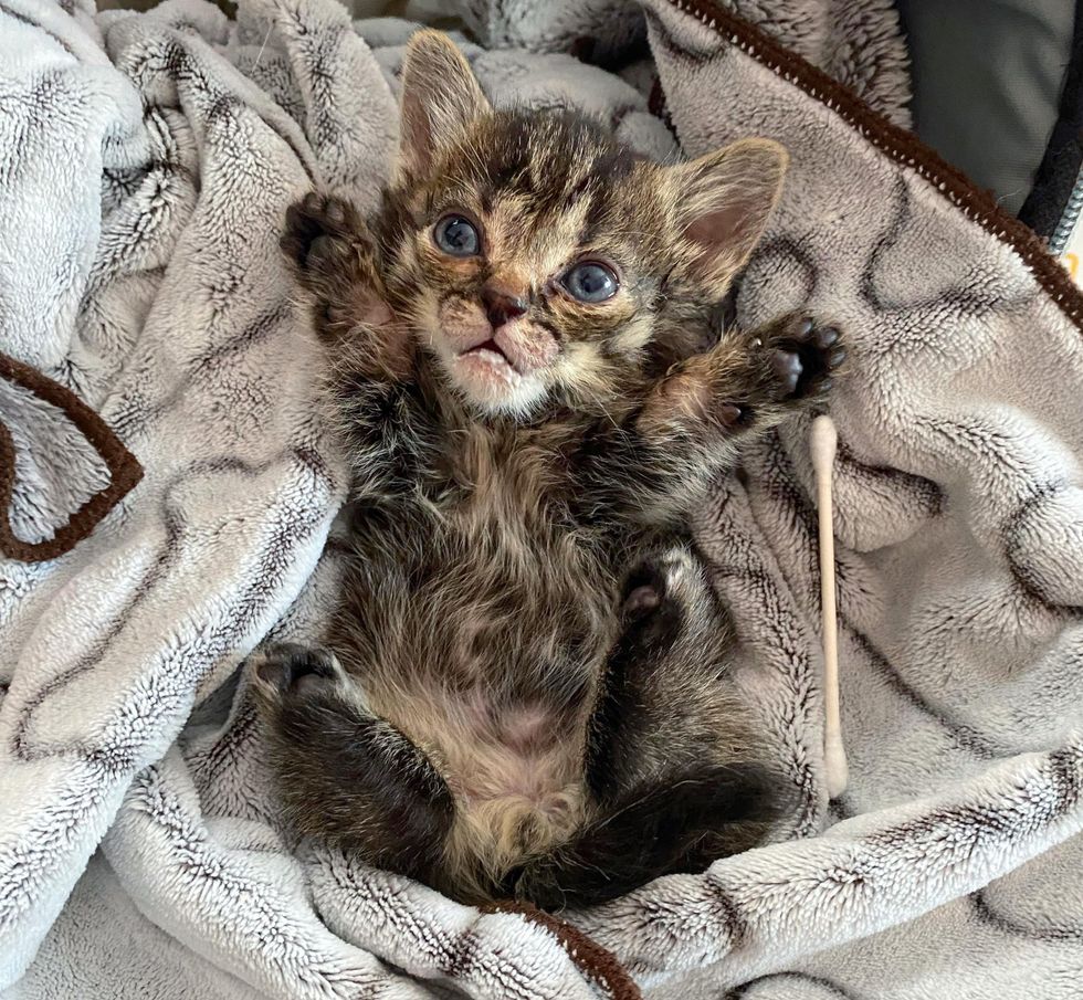 cute tiny kitten paws