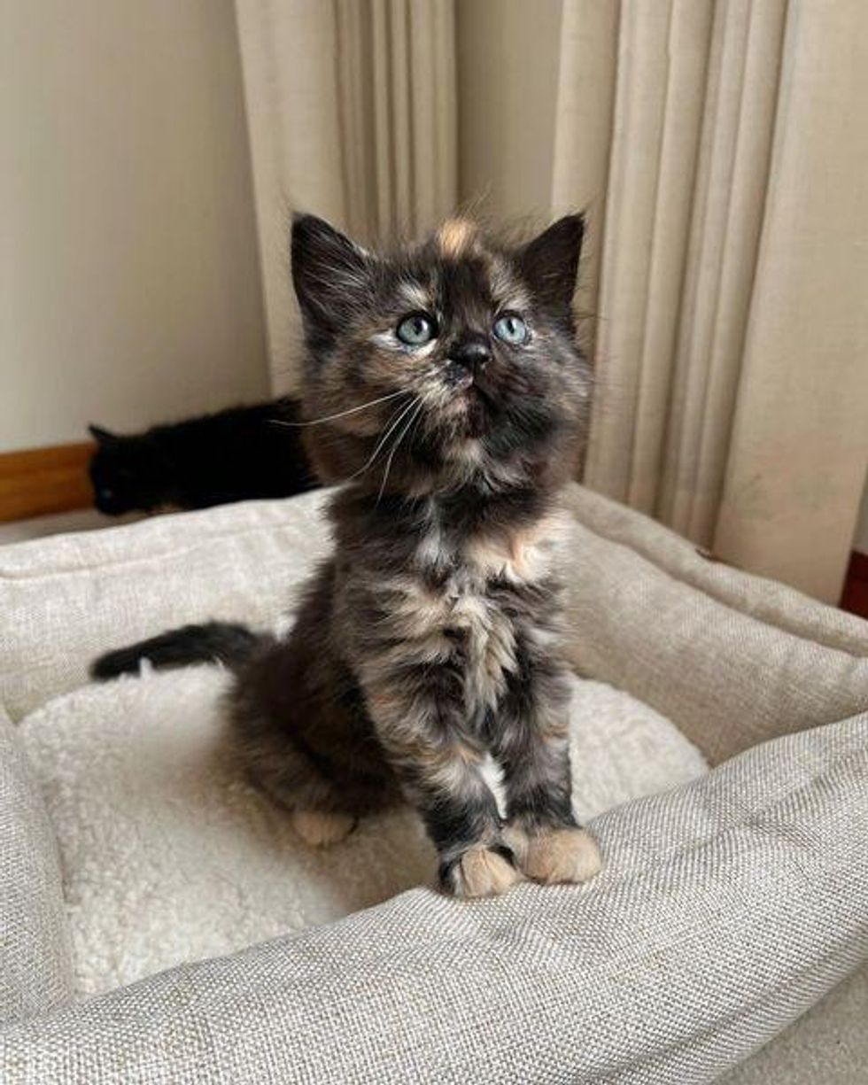 cute tortie kitten