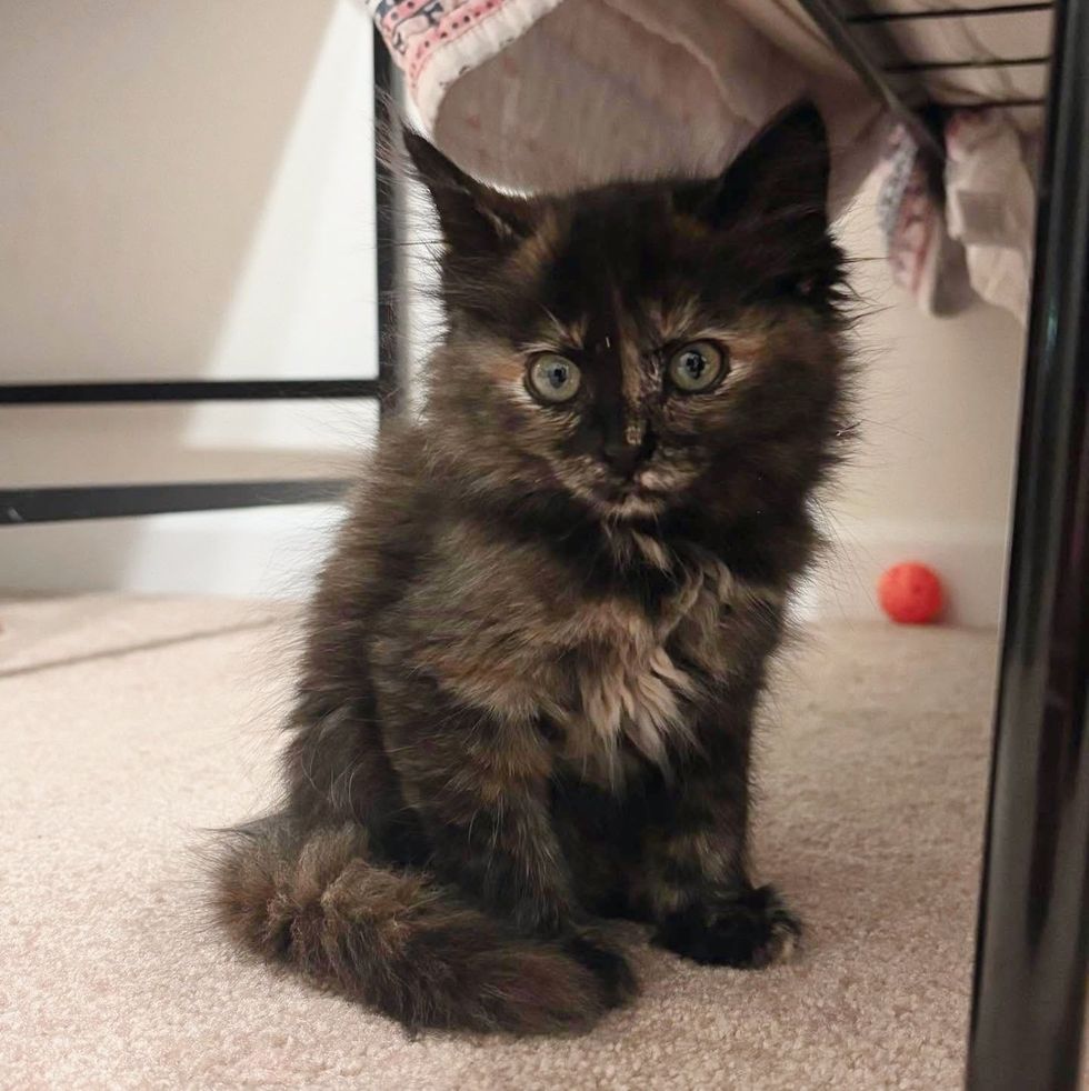 cute tortie kitten