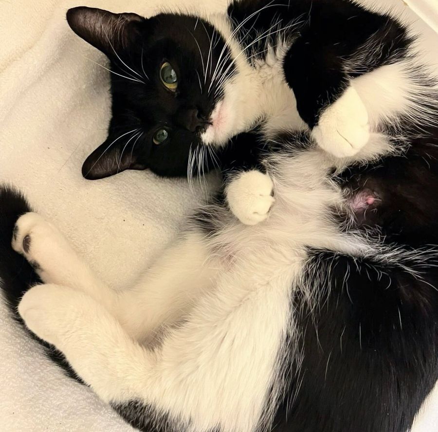 cute tuxedo cat