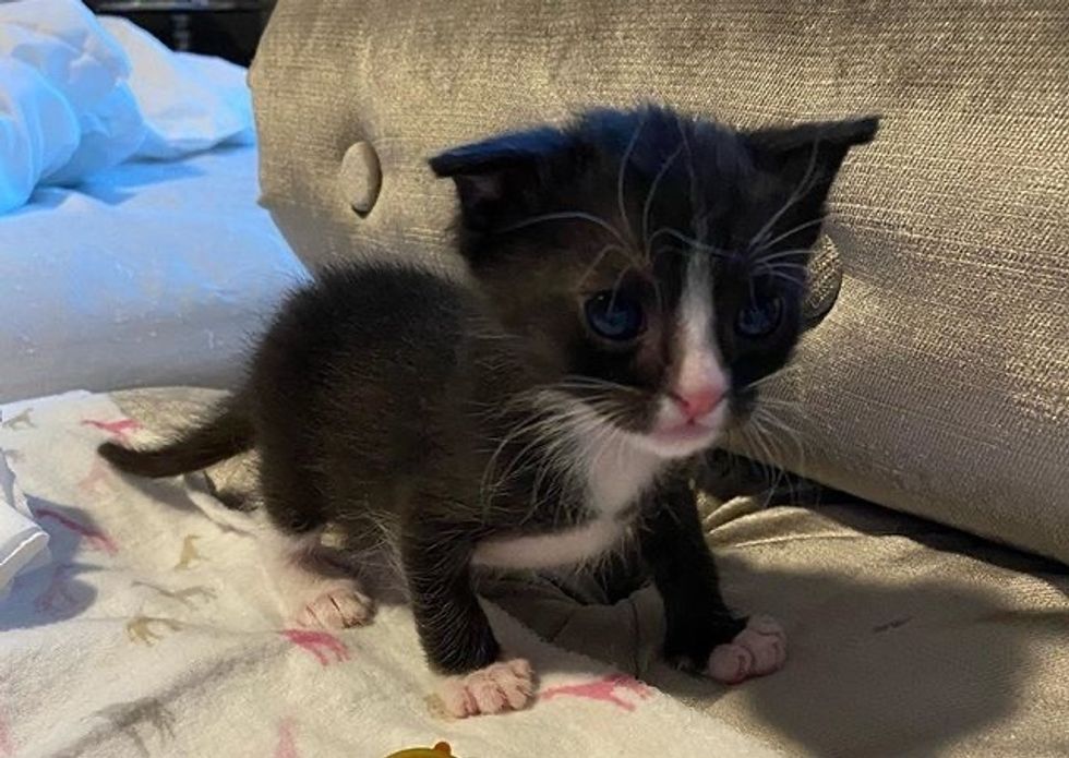 cute, tuxedo kitten, floppy ear