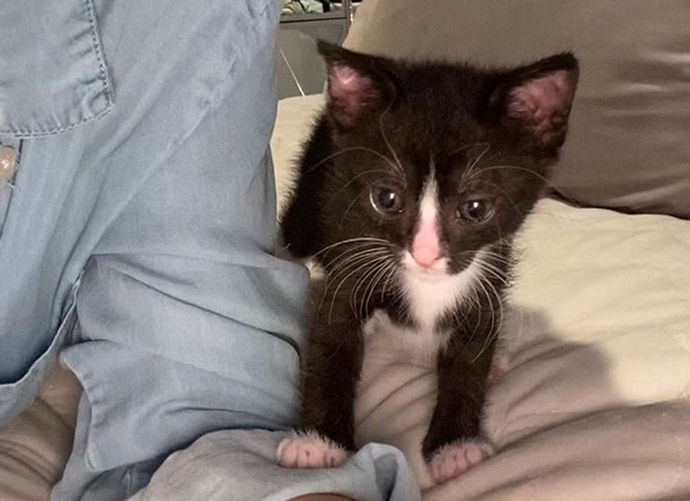 cute, tuxedo kitten, little sidekick