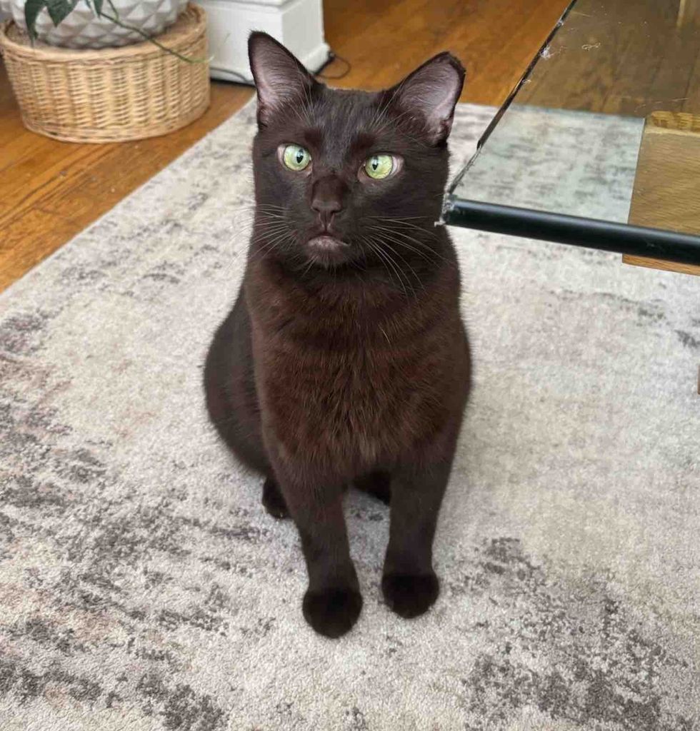 dark brown cat