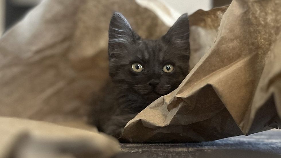 Dark gray kitten peeking out from inside a crumpled brown paper bag.