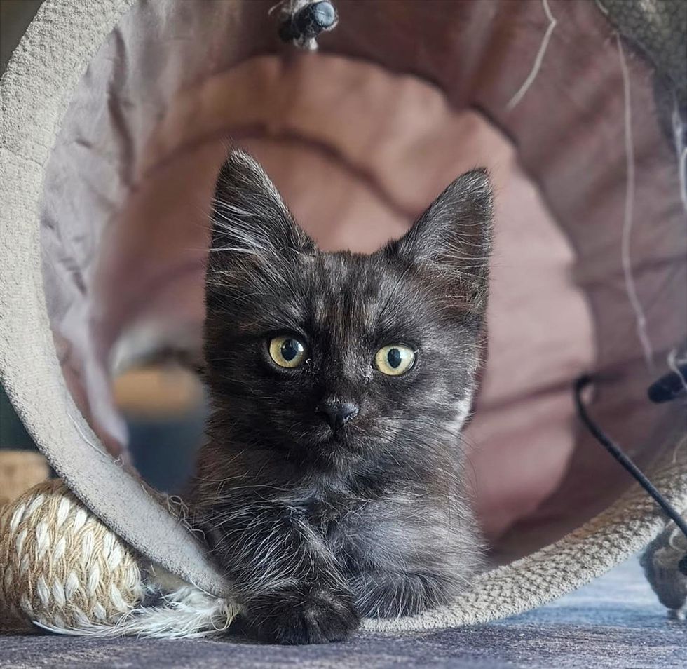 Dark tortoiseshell kitten peering out from inside a fabric cat tunnel.