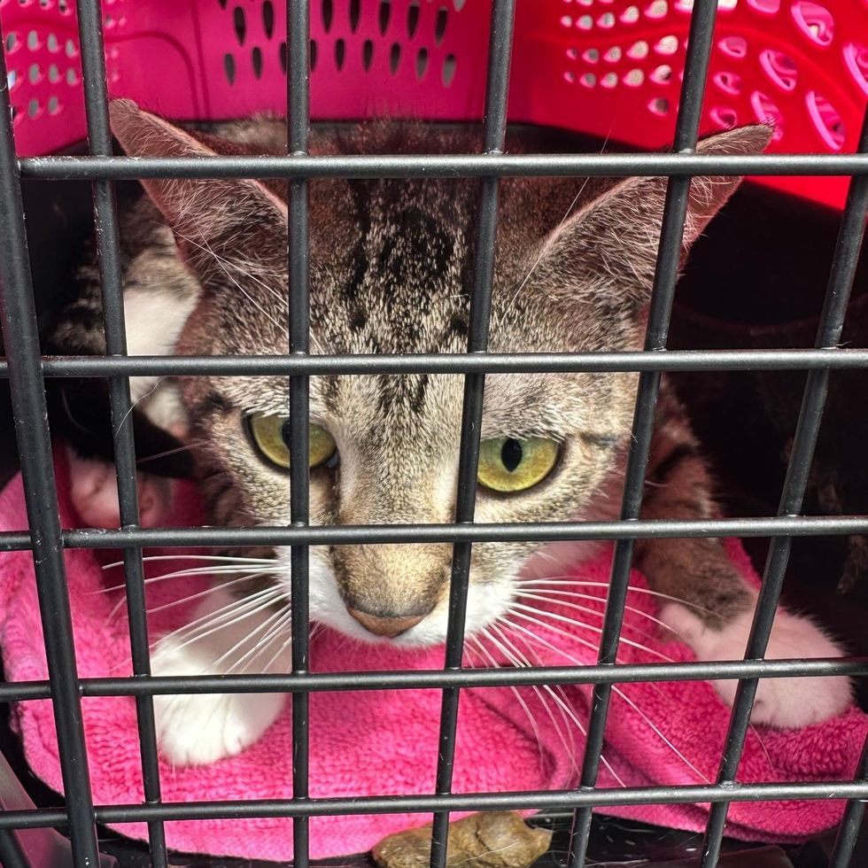 Delilah curled up alone in the pink carrier, small and uncertain
