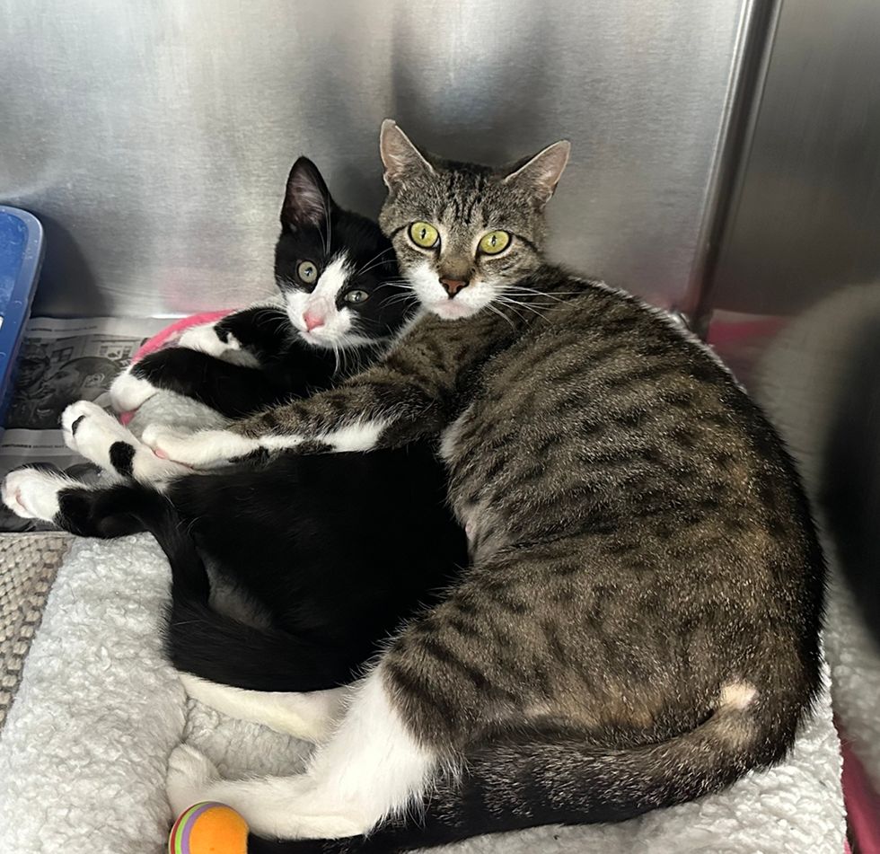 Delilah wrapping herself around Samson as they cuddle
