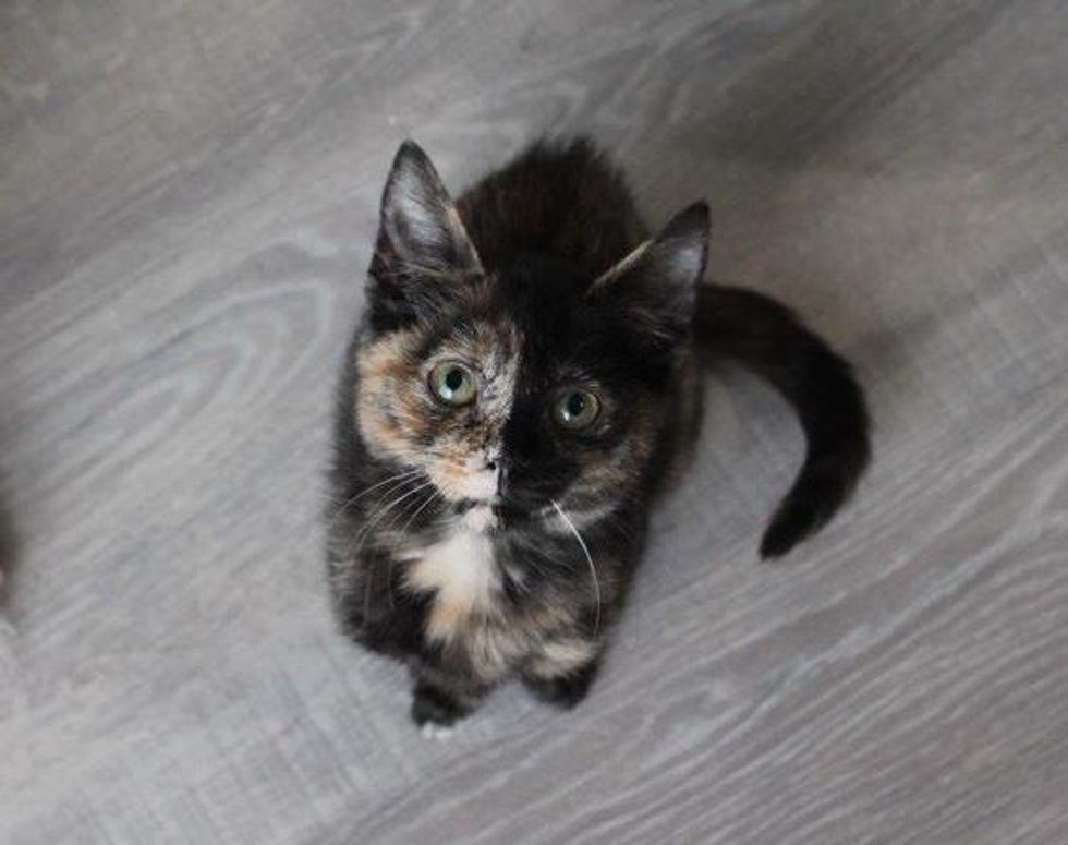demanding tortie cat
