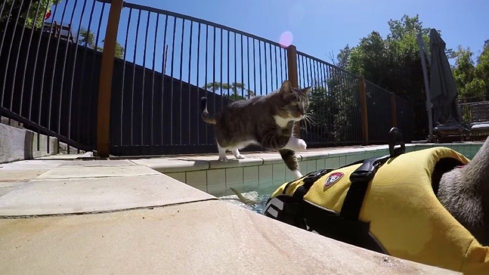 didga cat enjoys pool with dog gopro