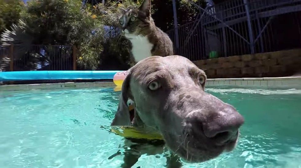 didga cat enjoys pool with dog gopro