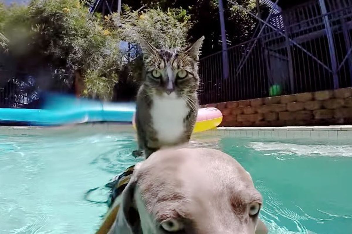 didga cat enjoys pool with dog