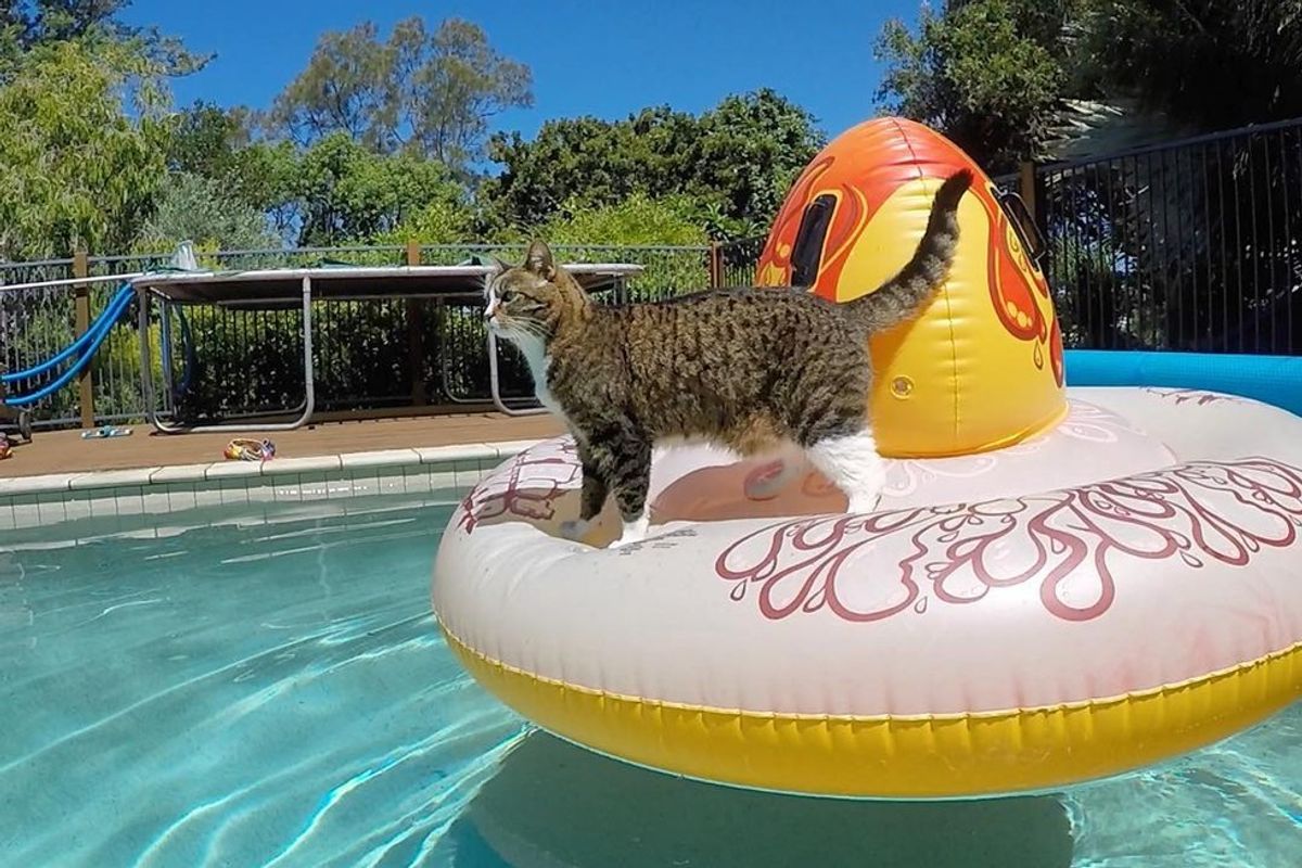 didga cat on pool float