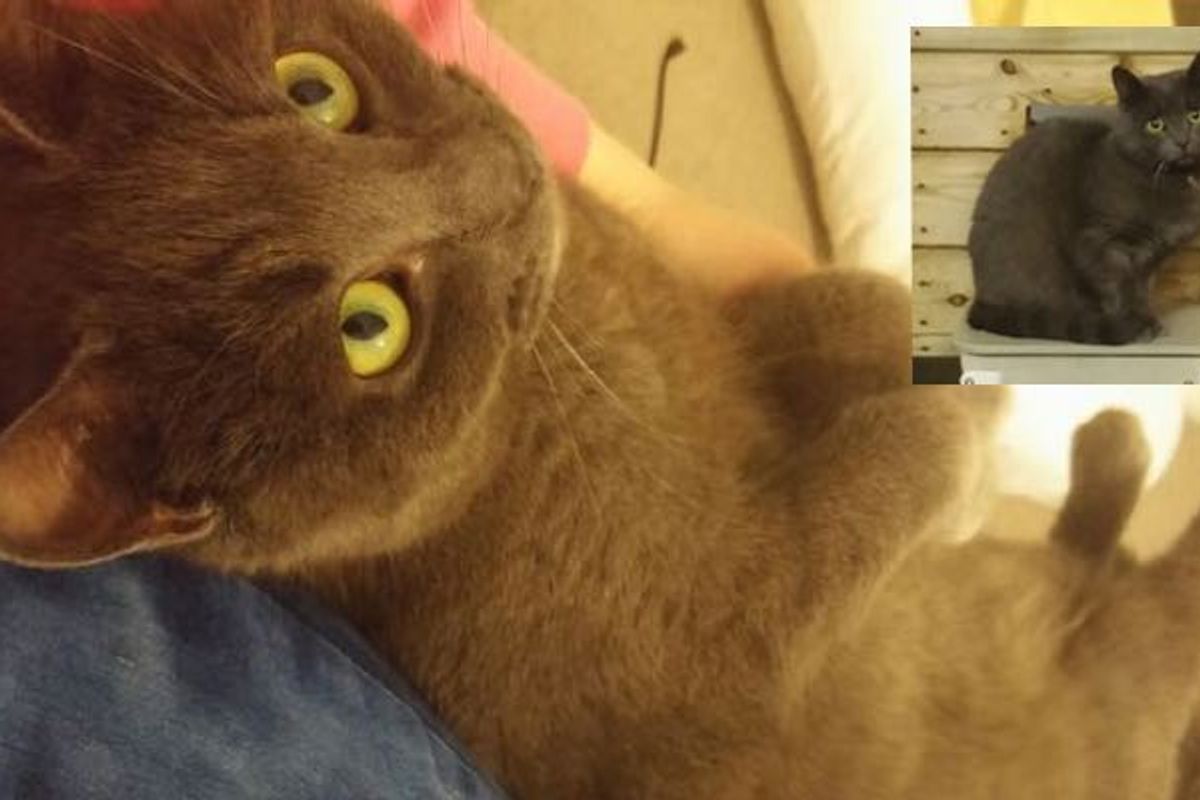 Difference a Loving Home Makes to a Shelter Cat