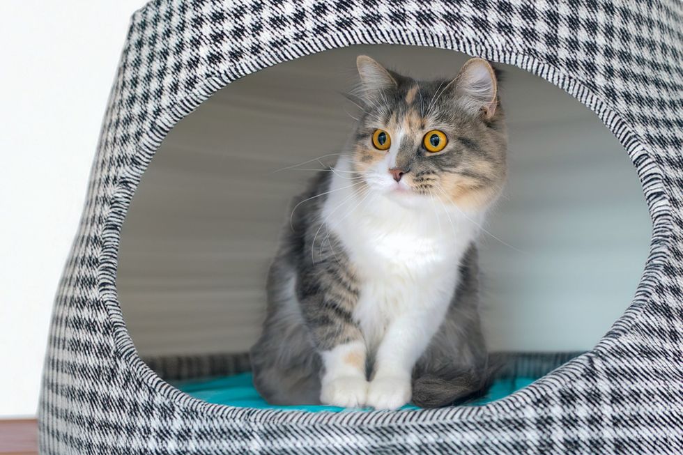 dilute calico cat cubby bed