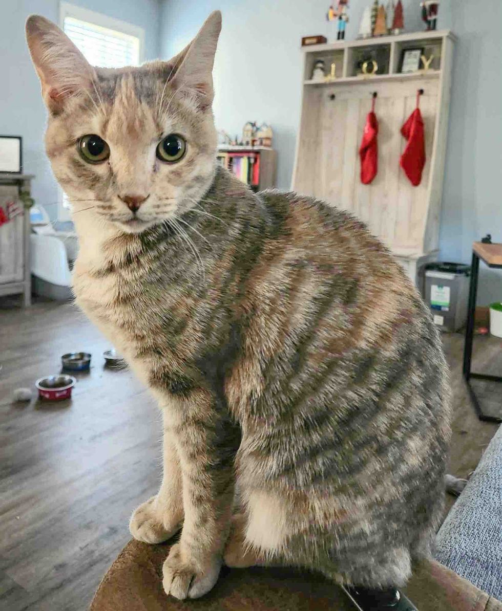 dilute calico cat home