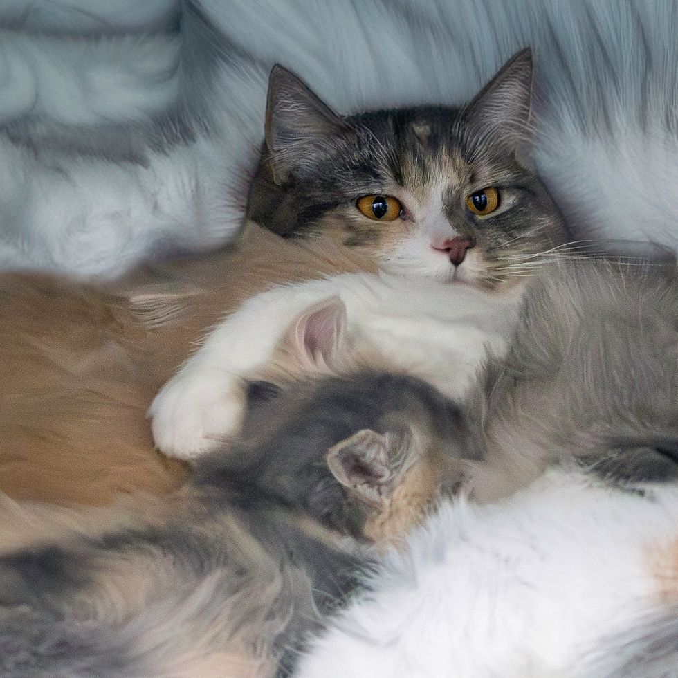 dilute calico cat mother