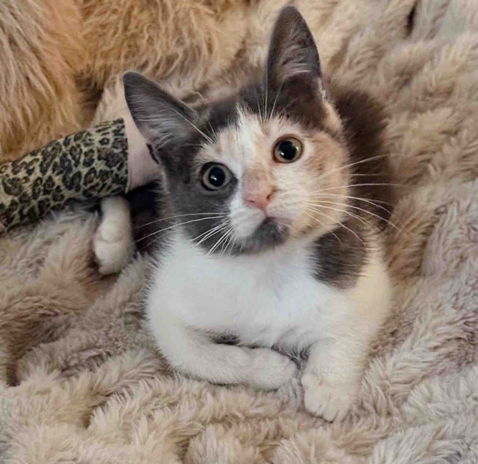 dilute calico kitten
